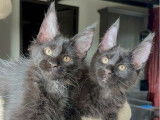 À vendre 2 chatons Maine Coons (LOOF)