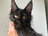 À vendre 2 chatons Maine Coons (LOOF)