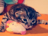 Mise à la réservation de 2 chatons mâles Bengals (LOOF)