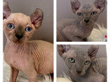 3 chatons Sphynx Elf disponibles à la vente (LOOF)