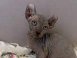 3 chatons Sphynx Elf disponibles à la vente (LOOF)