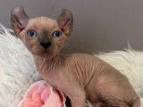 3 chatons Sphynx Elf disponibles à la vente (LOOF)