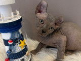 3 chatons Sphynx Elf disponibles à la vente (LOOF)