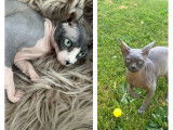 3 chatons Sphynx Elf disponibles à la vente (LOOF)