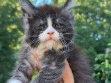 À réserver 4 chatons Maine Coons (LOOF)