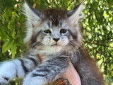 À réserver 4 chatons Maine Coons (LOOF)