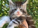 À réserver 4 chatons Maine Coons (LOOF)
