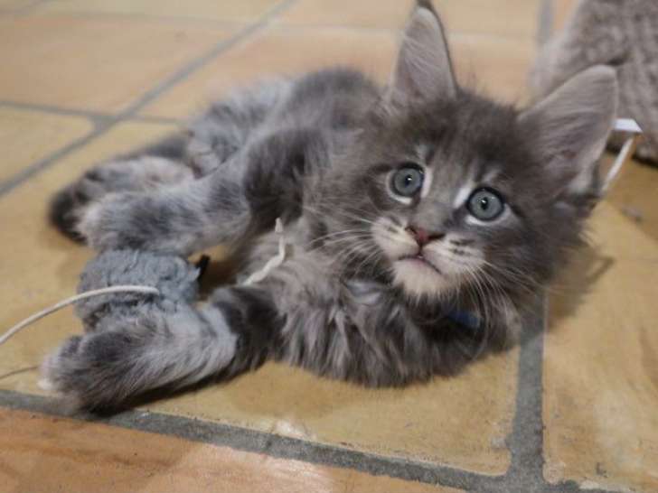 6 chatons Maine Coons LOOF à réserver