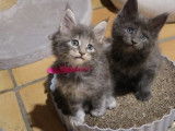 6 chatons Maine Coons LOOF à réserver