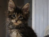 6 chatons Maine Coons LOOF à réserver
