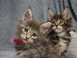 6 chatons Maine Coons LOOF à réserver
