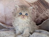 Des chatons Persans blue golden à réserver (non LOOF)