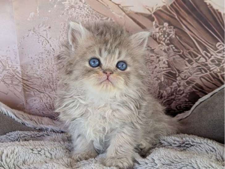 Des chatons Persans blue golden à réserver (non LOOF)
