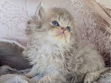 Des chatons Persans blue golden à réserver (non LOOF)