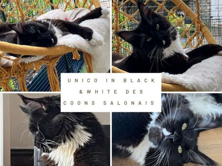 Un chat Maine Coon noir et blanc de 2 ans LOOF à vendre
