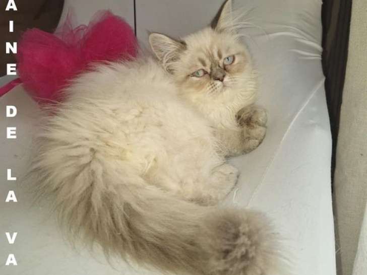 Une chatonne Persan colourpoint à acheter (LOOF)