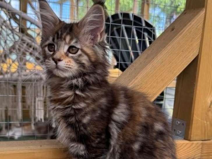 Des chatonnes Maine Coons à vendre (LOOF)