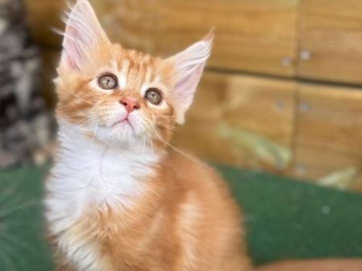 À vendre des chatons Maine Coons LOOF