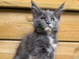 À vendre des chatons Maine Coons LOOF