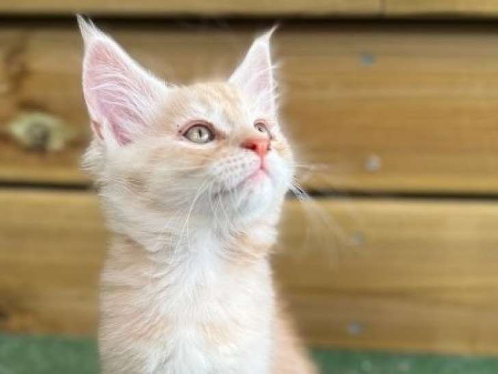 2 chatons Maine Coons disponibles à la réservation (LOOF)