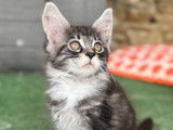2 chatons Maine Coons disponibles à la réservation (LOOF)