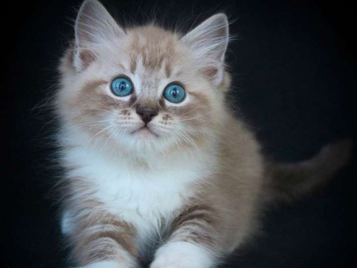 Chatons Ragdolls LOOF disponibles à l’achat
