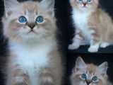 Chatons Ragdolls LOOF disponibles à l’achat