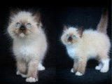 Chatons Ragdolls LOOF disponibles à l’achat