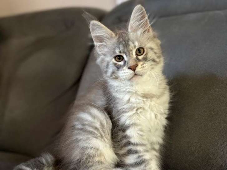 À réserver, 1 chaton femelle Maine Coon (LOOF)