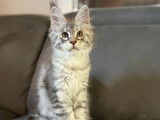 À réserver, 1 chaton femelle Maine Coon (LOOF)