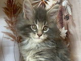 Chatonne Maine Coon bleue blotched tabby à réserver (LOOF)