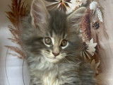 Chatonne Maine Coon bleue blotched tabby à réserver (LOOF)