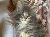 Chatonne Maine Coon bleue blotched tabby à réserver (LOOF)