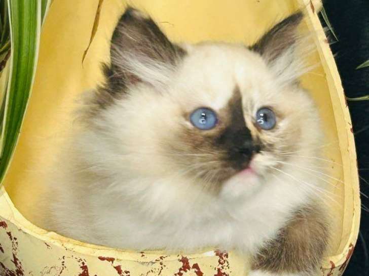 À vendre, 4 chatons Ragdoll (LOOF)