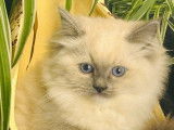 À vendre, 4 chatons Ragdoll (LOOF)
