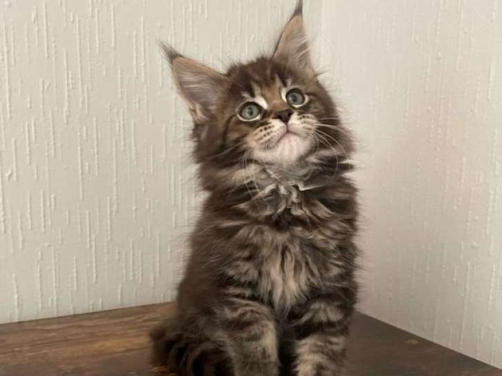 1 chaton femelle Maine Coon LOOF en vente