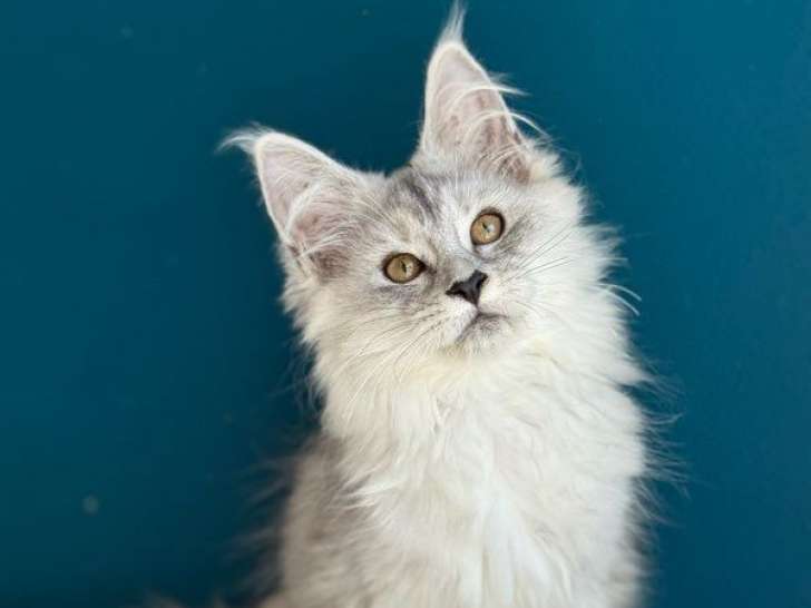 À vendre, 1 chatonne Maine Coon (LOOF)