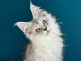 À vendre, 1 chatonne Maine Coon (LOOF)