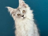 À vendre, 1 chatonne Maine Coon (LOOF)