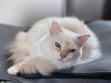 À vendre, chat adulte femelle Ragdoll LOOF