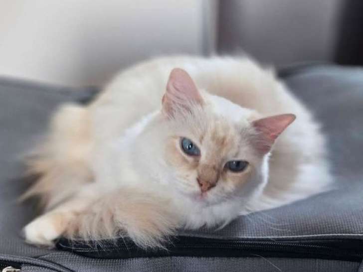 À vendre, chat adulte femelle Ragdoll LOOF