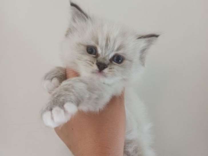 1 chaton Ragdoll mâle seal tabby point LOOF disponible à la réservation