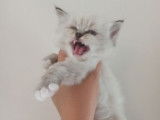 1 chaton Ragdoll mâle seal tabby point LOOF disponible à la réservation