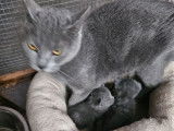 À réserver, 2 chatons Chartreux LOOF
