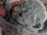 À réserver, 2 chatons Chartreux LOOF