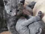 À réserver, 2 chatons Chartreux LOOF