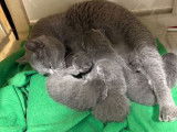4 chatons Chartreux LOOF disponibles à la vente