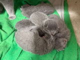 4 chatons Chartreux LOOF disponibles à la vente