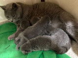 4 chatons Chartreux LOOF disponibles à la vente