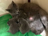 4 chatons Chartreux LOOF disponibles à la vente